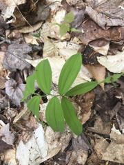 Uvularia sessilifolia