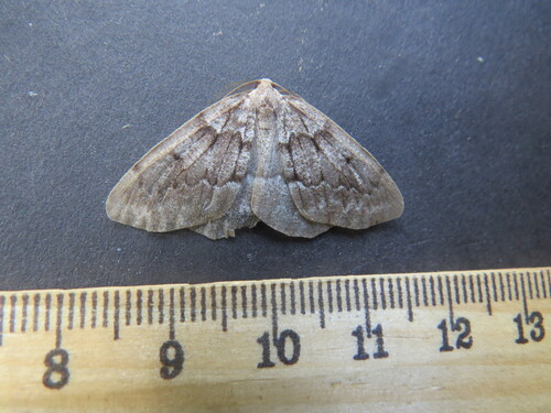 Hoary Conifer Looper photo 4