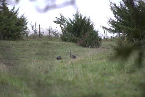 Wild Turkey