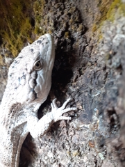 Abronia salvadorensis