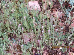 Teucrium capitatum