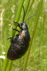 Arima marginata