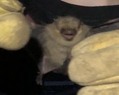 Perimyotis subflavus