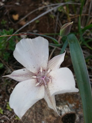 Calochortus umbellatus