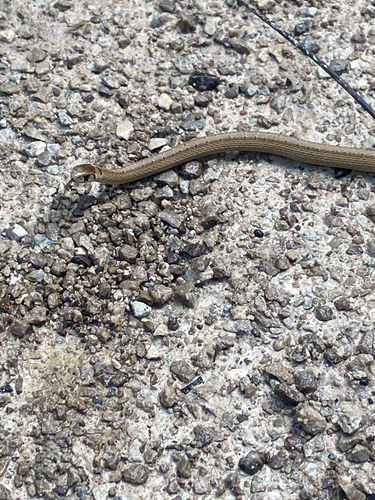 DeKay's Brownsnake