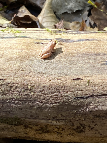 Spring Peeper