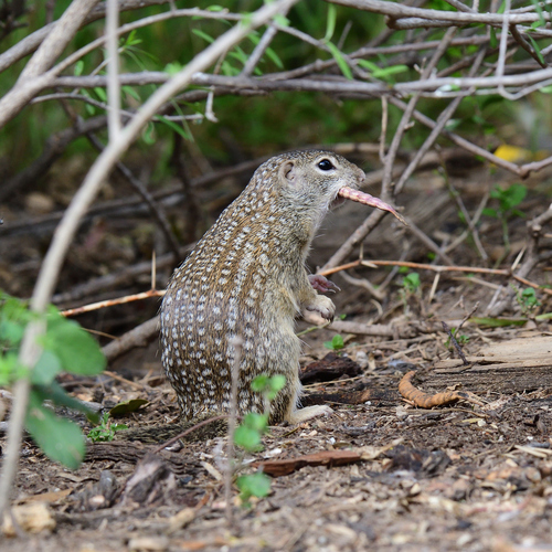Rio Grande Ground Squirrel observed by critter-queen32