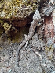 Abronia salvadorensis