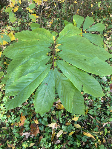 common pawpaw
