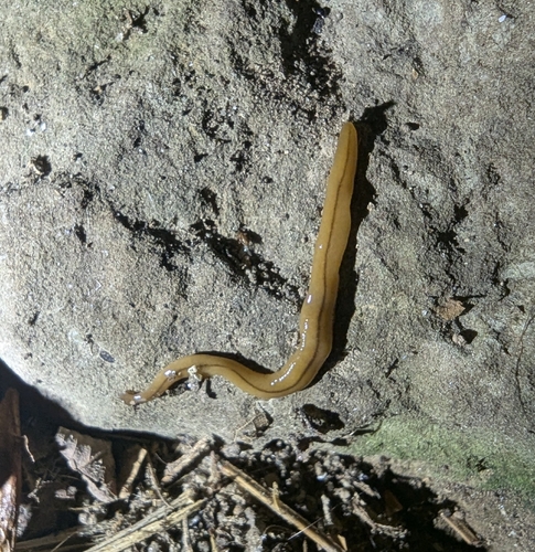 Wandering Broadhead Planarian