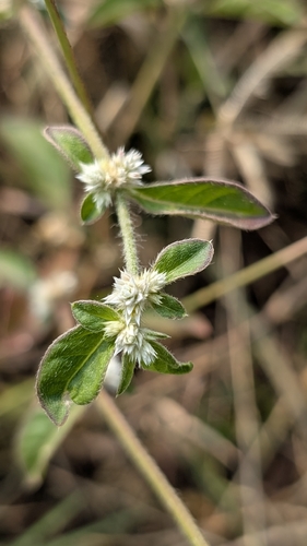 Alternanthera ficoidea observed 2026-10-14