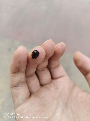 Asian Lady Beetle