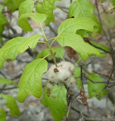 Callirhytis quercusoperator