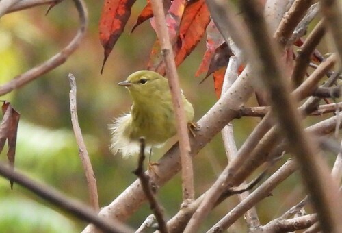Blackpoll Warbler