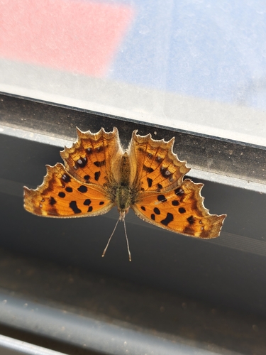 Asian Comma