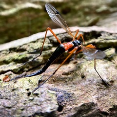 Tanyptera atrata