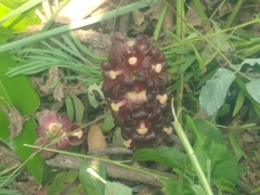 Bdallophytum americanum