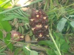 Bdallophytum americanum