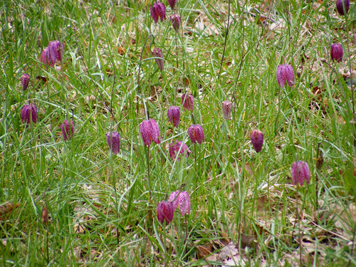 Fritillaria meleagris