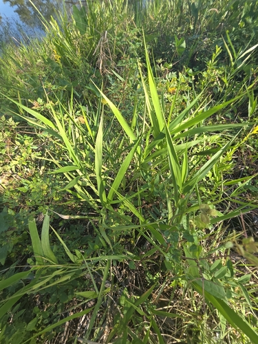 Panicum hemitomon observed 2026-10-13