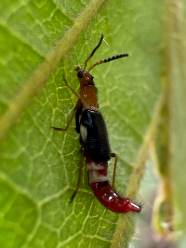 Carphurus observed 2026-10-14