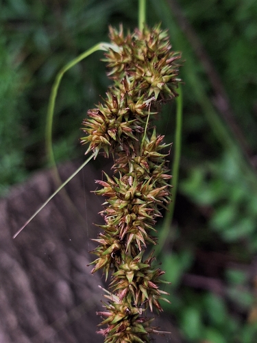 Carex feddeana (Carex feddeana)