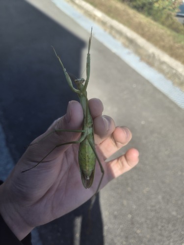 Chinese Mantis