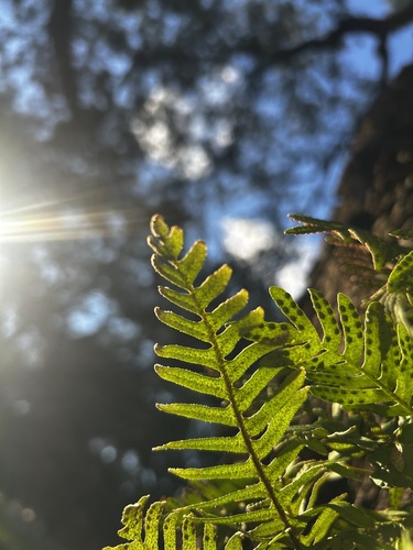 resurrection fern