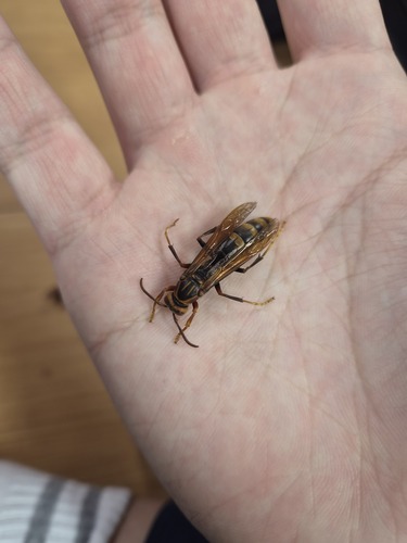 Polistes tenuispunctia