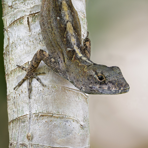 Anolis sagrei observed 2026-10-11