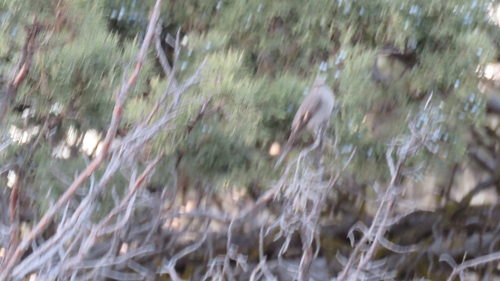 Townsend's Solitaire