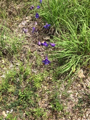 Delphinium treleasei