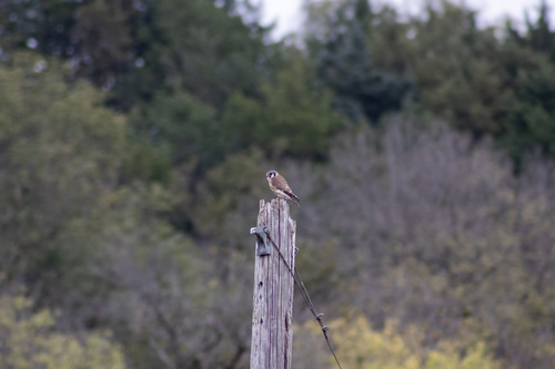 American Kestrel