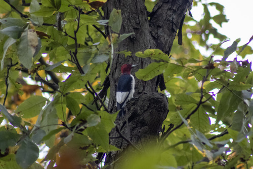 Red-headed Woodpecker