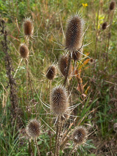 wild teasel