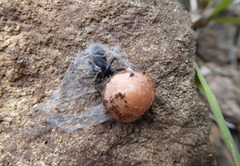 Zelotes subterraneus