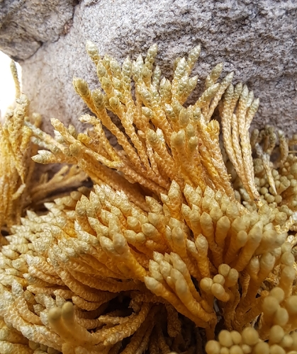 Pycnophyllum molle observed 2026-10-12