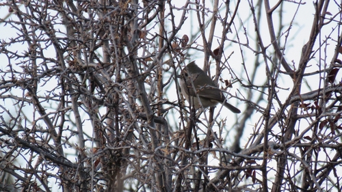 Oak Titmouse