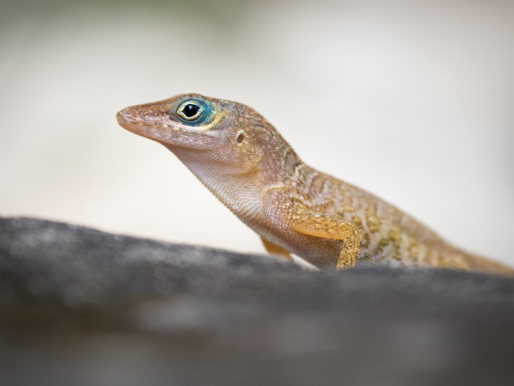 bearded anole