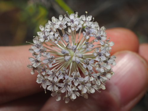 Trachymene glaucifolia, 2026-10-07