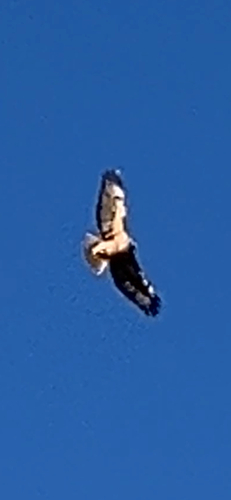 Red-tailed Hawk