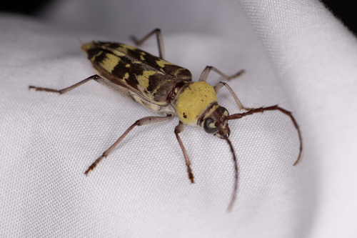 Megacyllene antennata