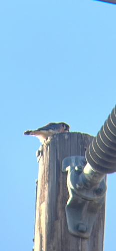 American Kestrel