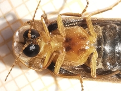 Lamprohiza boieldieui