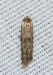Hypatopa punctiferella