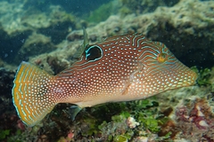 Canthigaster petersii