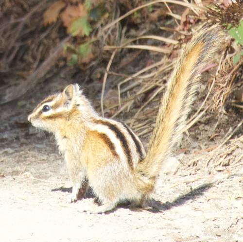 Yellow-pine Chipmunk observed by ben142