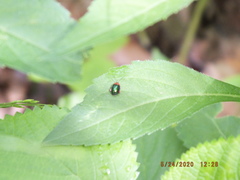 Kuschelina gibbitarsa