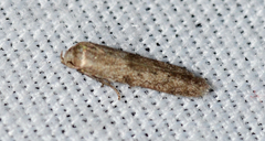 Hypatopa punctiferella