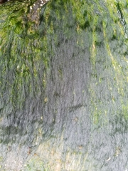 Urospora
